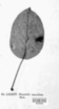 Gymnosporangium sabinae image